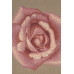 Подушка декоративная Розовая Роза