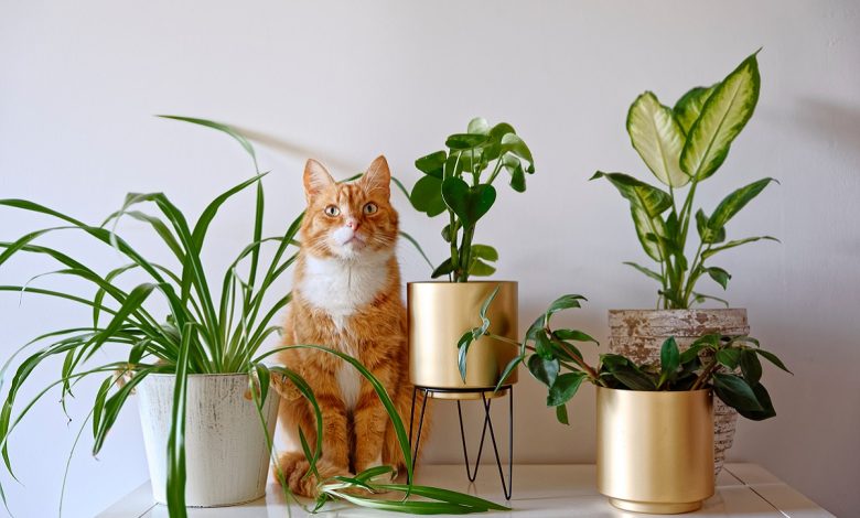 Photo of Как использовать растения в интерьере